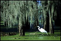Great White Heron and cypress covered with spanish moss, Lake Martin. Louisiana, USA