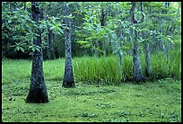 Bald cypress and swamp in spring, Jacques Laffite Park. Louisiana, USA